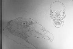 Ave de Presa (Proceso) - Lápiz