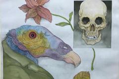 Ave de Presa (Proceso) - Tinta china, acuarela y lápiz de color