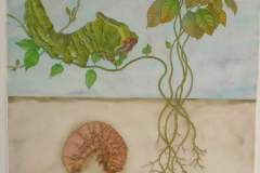 Larvas y Orugas - Acuarela y tintas.