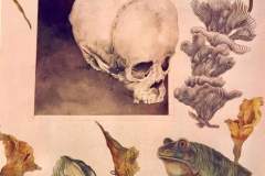 Alcatraces Secos - Acuarela y tintas