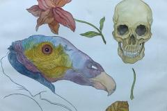 Ave de Presa (Proceso) - Tinta china y acuarela