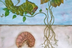 Larvas y orugas - Acuarela, tinta-china y lápiz-de-color